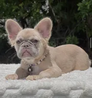 Molly - Fluffy, a female French Bulldog for sale in Southwest Ranches, FL – 5 of 5
