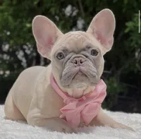 PRETTY , a female French Bulldog for sale in Southwest Ranches, FL – 5 of 6