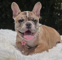 NALA, a female French Bulldog for sale in Southwest Ranches, FL – 4 of 8