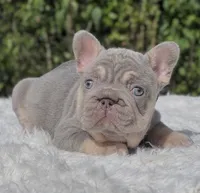 LUCKY - Big Rope, a male French Bulldog for sale in Southwest Ranches, FL – 8 of 8
