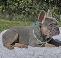 Pixie, a female French Bulldog for sale in Southwest Ranches, FL – 4 of 6