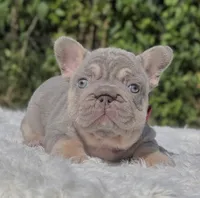 LUCKY - Big Rope, a male French Bulldog for sale in Southwest Ranches, FL – 3 of 8