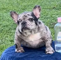 Ozzy, a male French Bulldog for sale in Southwest Ranches, FL – Photo 1 of 3