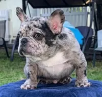 Ozzy, a male French Bulldog for sale in Southwest Ranches, FL – Photo 3 of 3