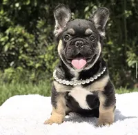 Cleo Fluffy, a female French Bulldog for sale in Southwest Ranches, FL – 1 of 3