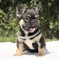 Cleo Fluffy, a female French Bulldog for sale in Southwest Ranches, FL – 3 of 3