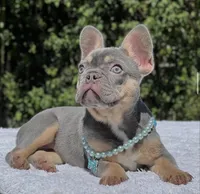 Pixie, a female French Bulldog for sale in Southwest Ranches, FL – 3 of 6