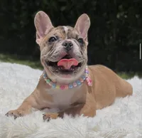 NALA, a female French Bulldog for sale in Southwest Ranches, FL – 8 of 8