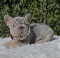 LUCKY - Big Rope, a male French Bulldog for sale in Southwest Ranches, FL – 1 of 8