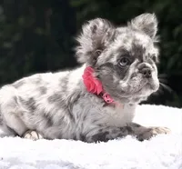Dottie Fluffy, a female French Bulldog for sale in Southwest Ranches, FL – 2 of 8