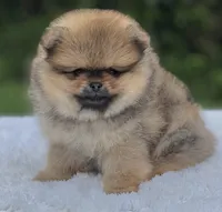 Dorito Teddy Bear Face, a male Pomeranian for sale in Southwest Ranches, FL – 5 of 7