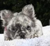 Dottie Fluffy, a female French Bulldog for sale in Southwest Ranches, FL – 3 of 8