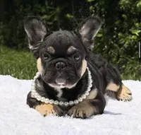 Cleo Fluffy, a female French Bulldog for sale in Southwest Ranches, FL – 2 of 3