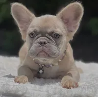 Molly - Fluffy, a female French Bulldog for sale in Southwest Ranches, FL – 4 of 5