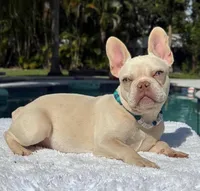 STANLEY, a male French Bulldog for sale in Southwest Ranches, FL – Photo 4 of 7