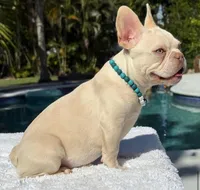 STANLEY, a male French Bulldog for sale in Southwest Ranches, FL – Photo 2 of 7