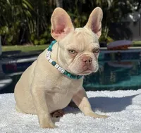 STANLEY, a male French Bulldog for sale in Southwest Ranches, FL – Photo 5 of 7