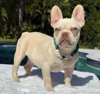 STANLEY, a male French Bulldog for sale in Southwest Ranches, FL – Photo 7 of 7