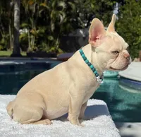 STANLEY, a male French Bulldog for sale in Southwest Ranches, FL – Photo 6 of 7