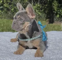 Pixie, a female French Bulldog for sale in Southwest Ranches, FL – 2 of 6
