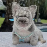 LEXIE Fluffy Big Rope, a female French Bulldog for sale in Southwest Ranches, FL – 4 of 7
