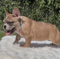 NALA, a female French Bulldog for sale in Southwest Ranches, FL – 7 of 8