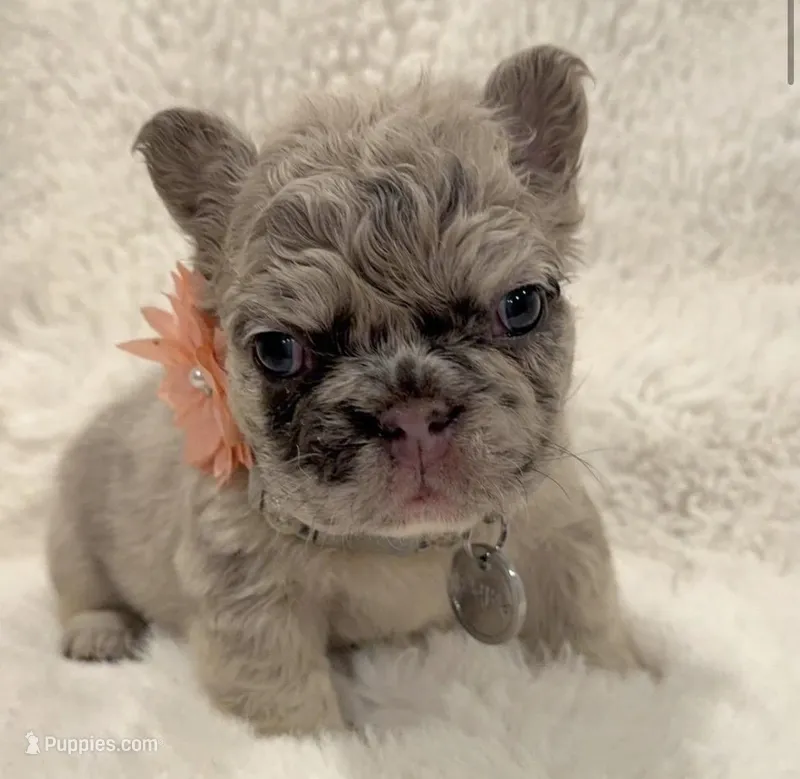 Lanna Fluffy – French Bulldog puppy for sale in Southwest Ranches, FL