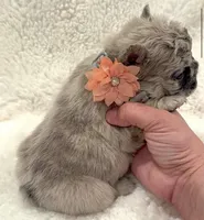 Lanna Fluffy, a female French Bulldog for sale in Southwest Ranches, FL – Photo 2 of 3