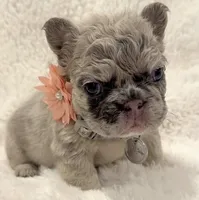 Lanna Fluffy, a female French Bulldog for sale in Southwest Ranches, FL – Photo 3 of 3