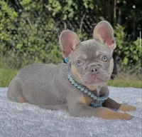 Pixie, a female French Bulldog for sale in Southwest Ranches, FL – 5 of 6
