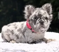 Dottie Fluffy, a female French Bulldog for sale in Southwest Ranches, FL – 1 of 8