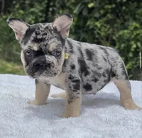 Pepper Big Rope, a male French Bulldog for sale in Southwest Ranches, FL – 5 of 7
