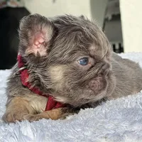 Elfie Fluffy, a male French Bulldog for sale in Southwest Ranches, FL – Photo 5 of 8