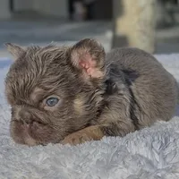 Elfie Fluffy, a male French Bulldog for sale in Southwest Ranches, FL – Photo 3 of 8