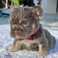 Elfie Fluffy, a male French Bulldog for sale in Southwest Ranches, FL – Photo 1 of 8
