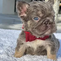 Elfie Fluffy, a male French Bulldog for sale in Southwest Ranches, FL – Photo 2 of 8