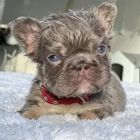 Elfie Fluffy, a male French Bulldog for sale in Southwest Ranches, FL – Photo 6 of 8