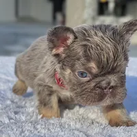 Elfie Fluffy, a male French Bulldog for sale in Southwest Ranches, FL – Photo 8 of 8