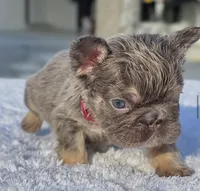 processed/9cb54016-13b4-4b15-8850-6bcde52b3370/listing/c32feaaf-537f-4aa0-8491-7b8c22fc6679/8bdf5902-ed5d-4976-a39e-efa53d9dd6d7