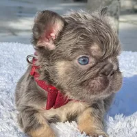 Elfie Fluffy, a male French Bulldog for sale in Southwest Ranches, FL – Photo 4 of 8