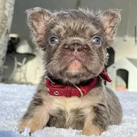 Elfie Fluffy, a male French Bulldog for sale in Southwest Ranches, FL – Photo 7 of 8