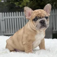 Jaguar, a male French Bulldog for sale in Southwest Ranches, FL – Photo 9 of 10