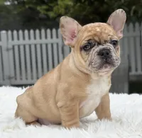 Jaguar, a male French Bulldog for sale in Southwest Ranches, FL – Photo 9 of 10