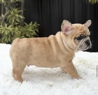 Jaguar, a male French Bulldog for sale in Southwest Ranches, FL – Photo 3 of 10