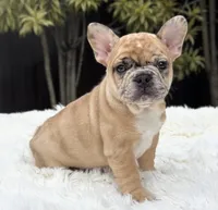 Jaguar, a male French Bulldog for sale in Southwest Ranches, FL – Photo 2 of 10