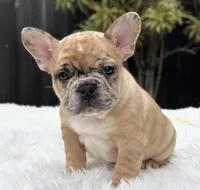 Jaguar, a male French Bulldog for sale in Southwest Ranches, FL – Photo 6 of 10