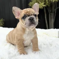 Jaguar, a male French Bulldog for sale in Southwest Ranches, FL – Photo 5 of 10