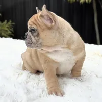 Jaguar, a male French Bulldog for sale in Southwest Ranches, FL – Photo 4 of 10