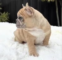 Jaguar, a male French Bulldog for sale in Southwest Ranches, FL – Photo 4 of 10