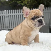 Jaguar, a male French Bulldog for sale in Southwest Ranches, FL – Photo 7 of 10